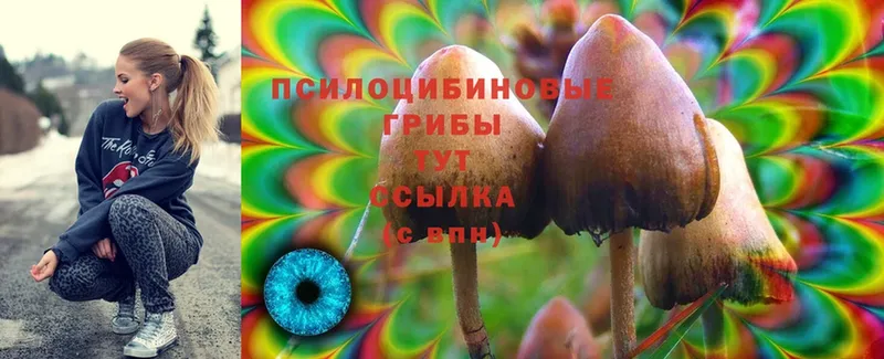 Галлюциногенные грибы Cubensis  наркошоп  Куртамыш 